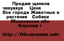 Продам щенков чихуахуа  › Цена ­ 10 000 - Все города Животные и растения » Собаки   . Московская обл.,Королев г.